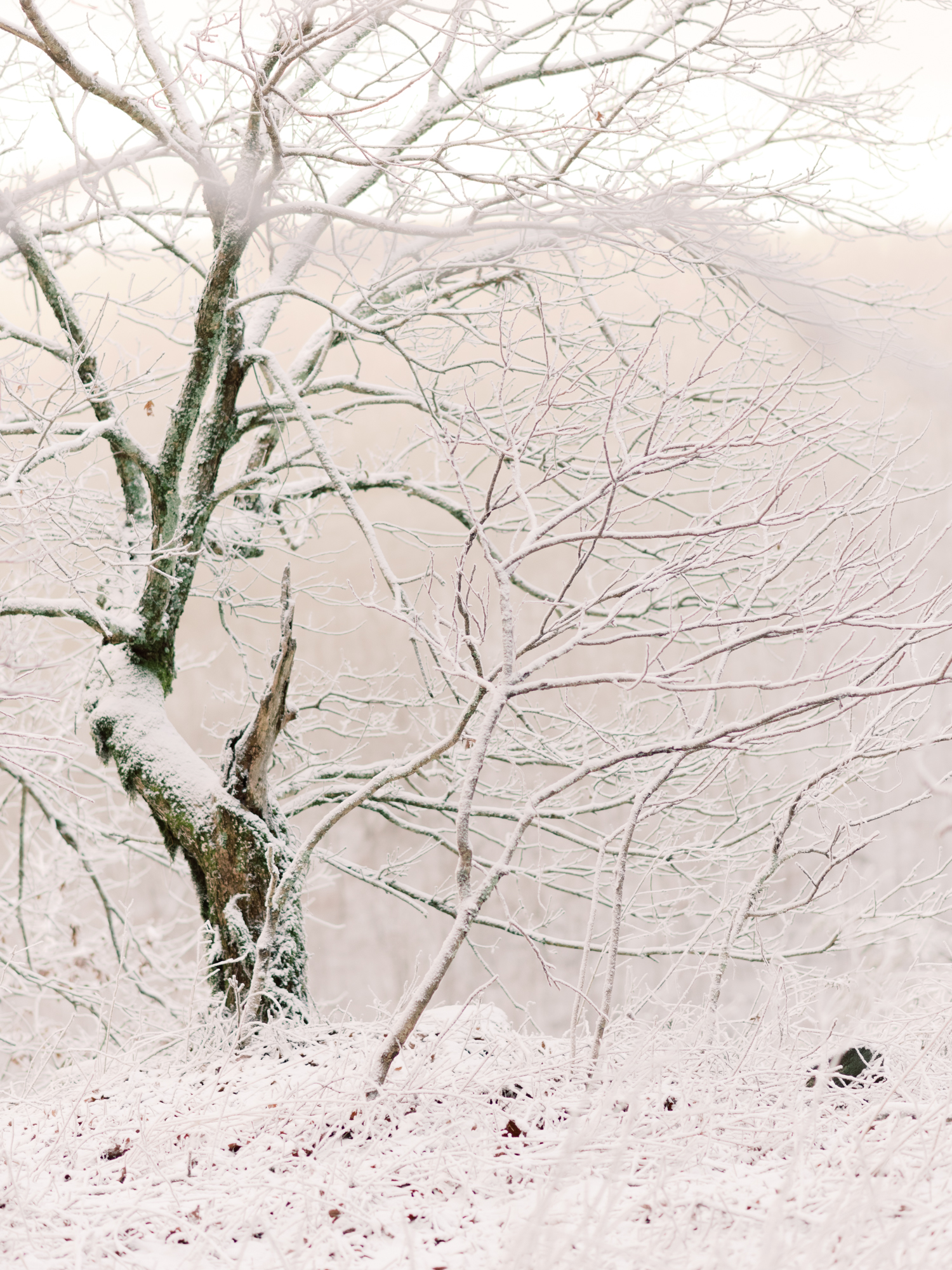 snowy-georgia-proposal-preachers-rock-atlanta-dahlonega-wedding-photographer-hannah-forsberg-fine-art-film-4.jpg