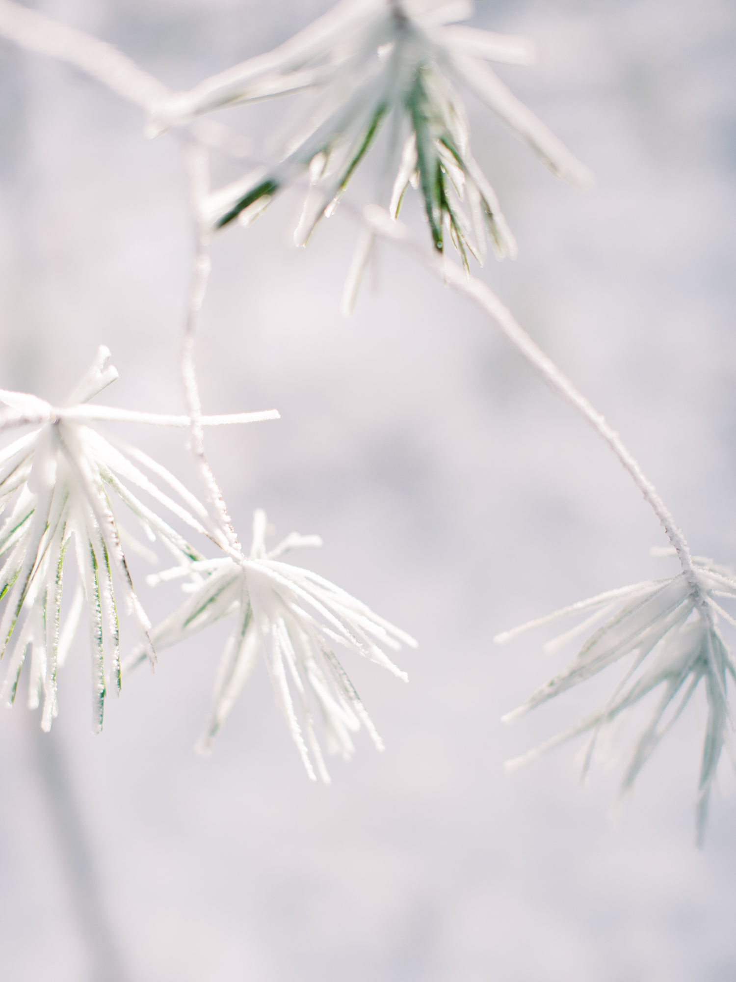 snowy-georgia-proposal-preachers-rock-atlanta-dahlonega-wedding-photographer-hannah-forsberg-fine-art-film-52.jpg