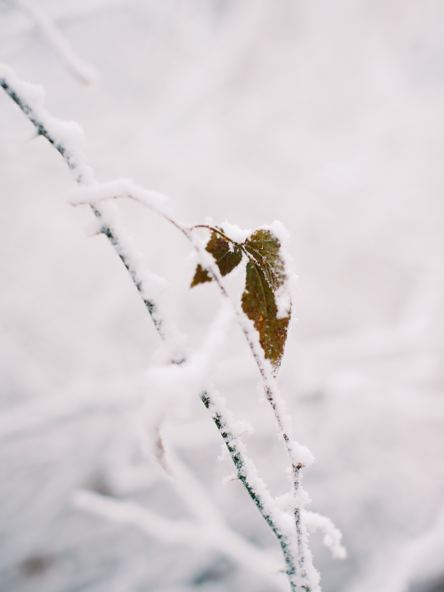 snowy-georgia-proposal-preachers-rock-atlanta-dahlonega-wedding-photographer-hannah-forsberg-fine-art-film-50.jpg