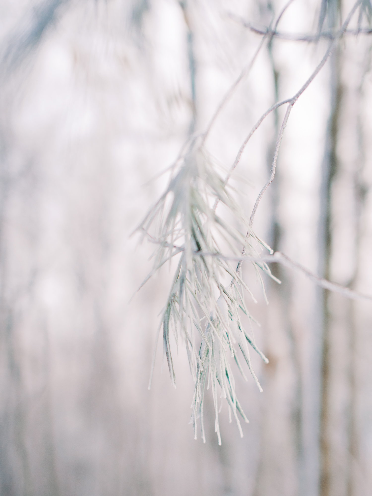 snowy-georgia-proposal-preachers-rock-atlanta-dahlonega-wedding-photographer-hannah-forsberg-fine-art-film-53.jpg