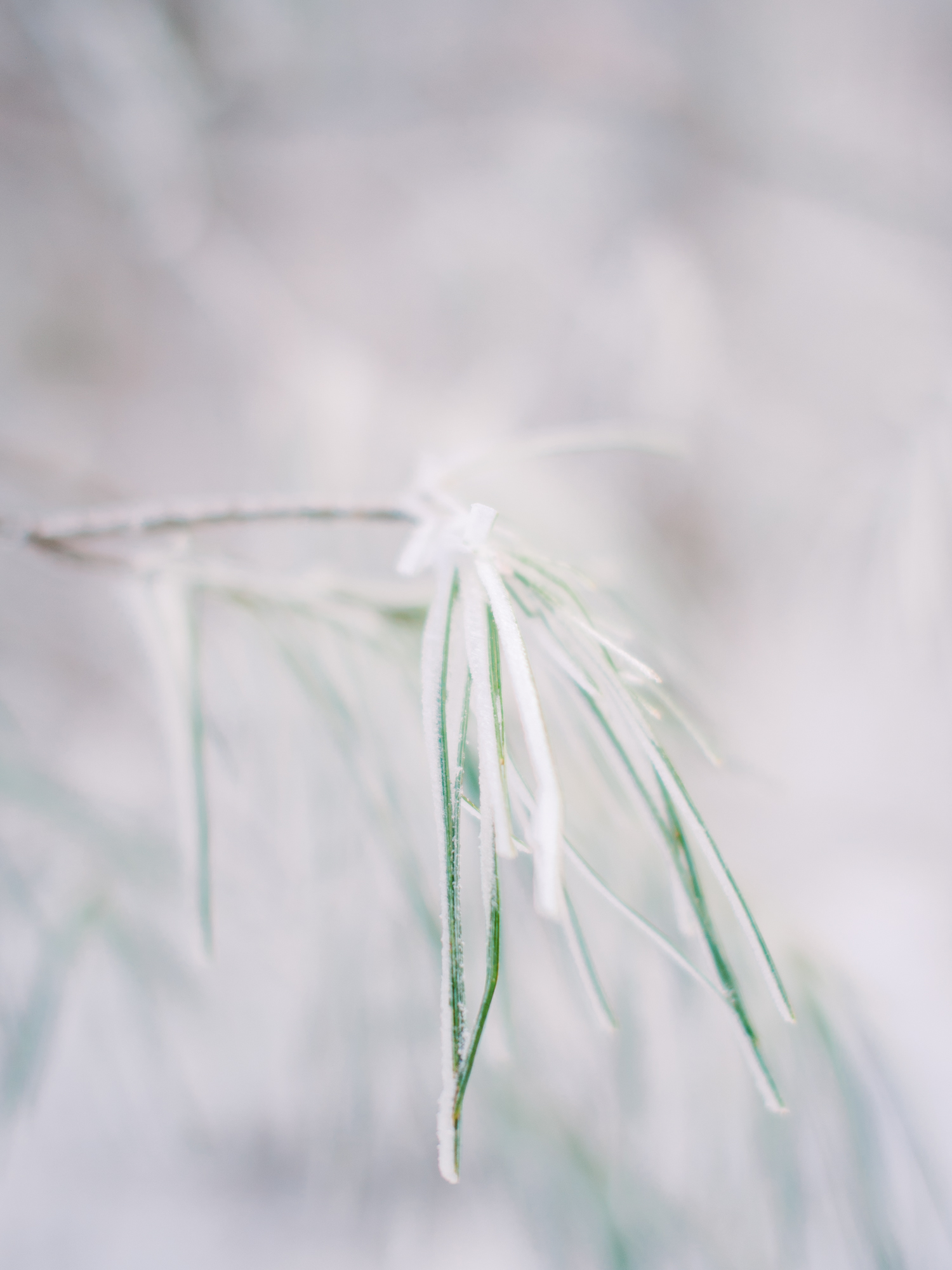 snowy-georgia-proposal-preachers-rock-atlanta-dahlonega-wedding-photographer-hannah-forsberg-fine-art-film-51.jpg