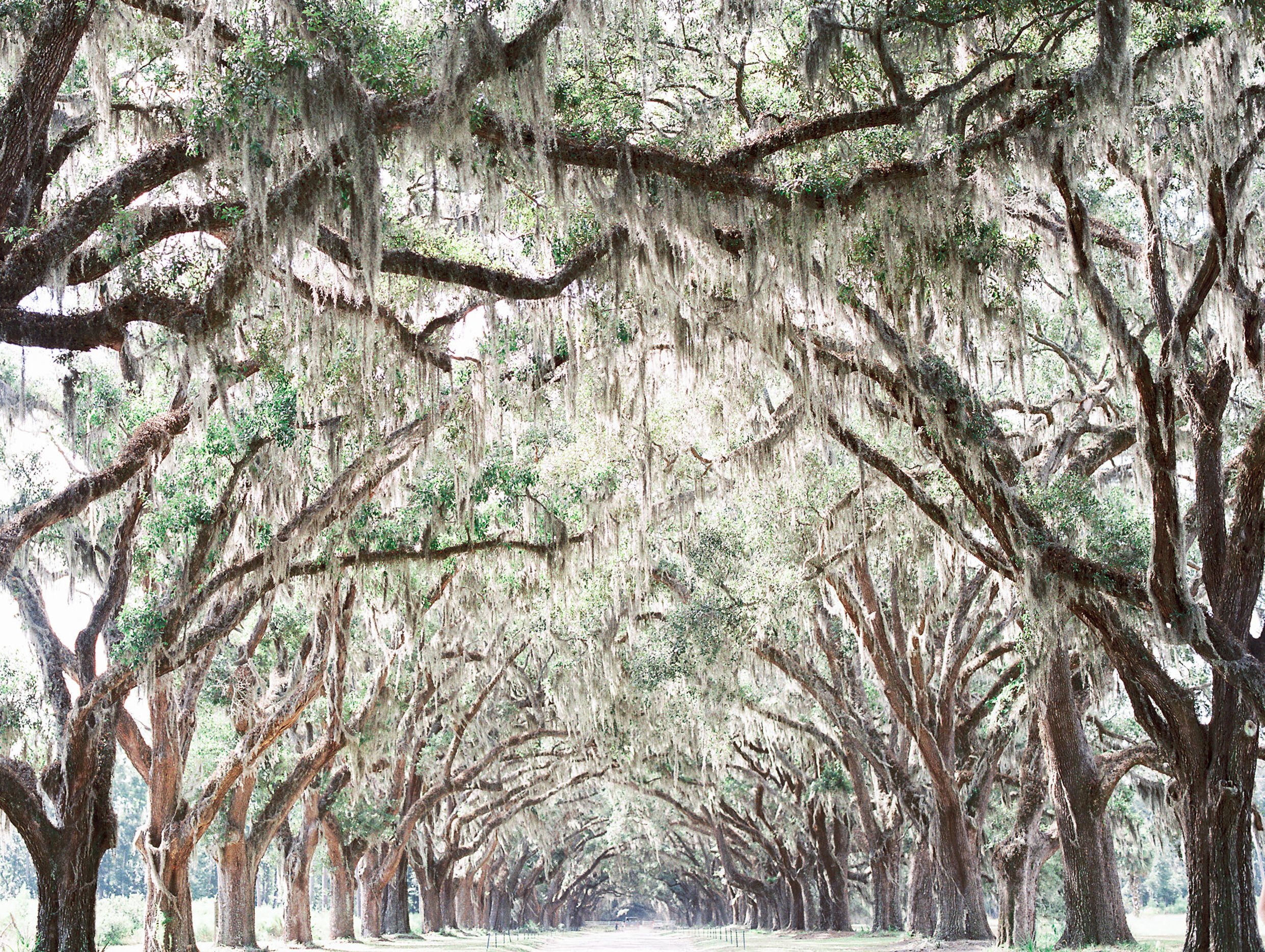 hannah-tommy-wormsloe-historic-site-engagement-photos-hannah-forsberg-atlanta-wedding-photographer-38.jpg