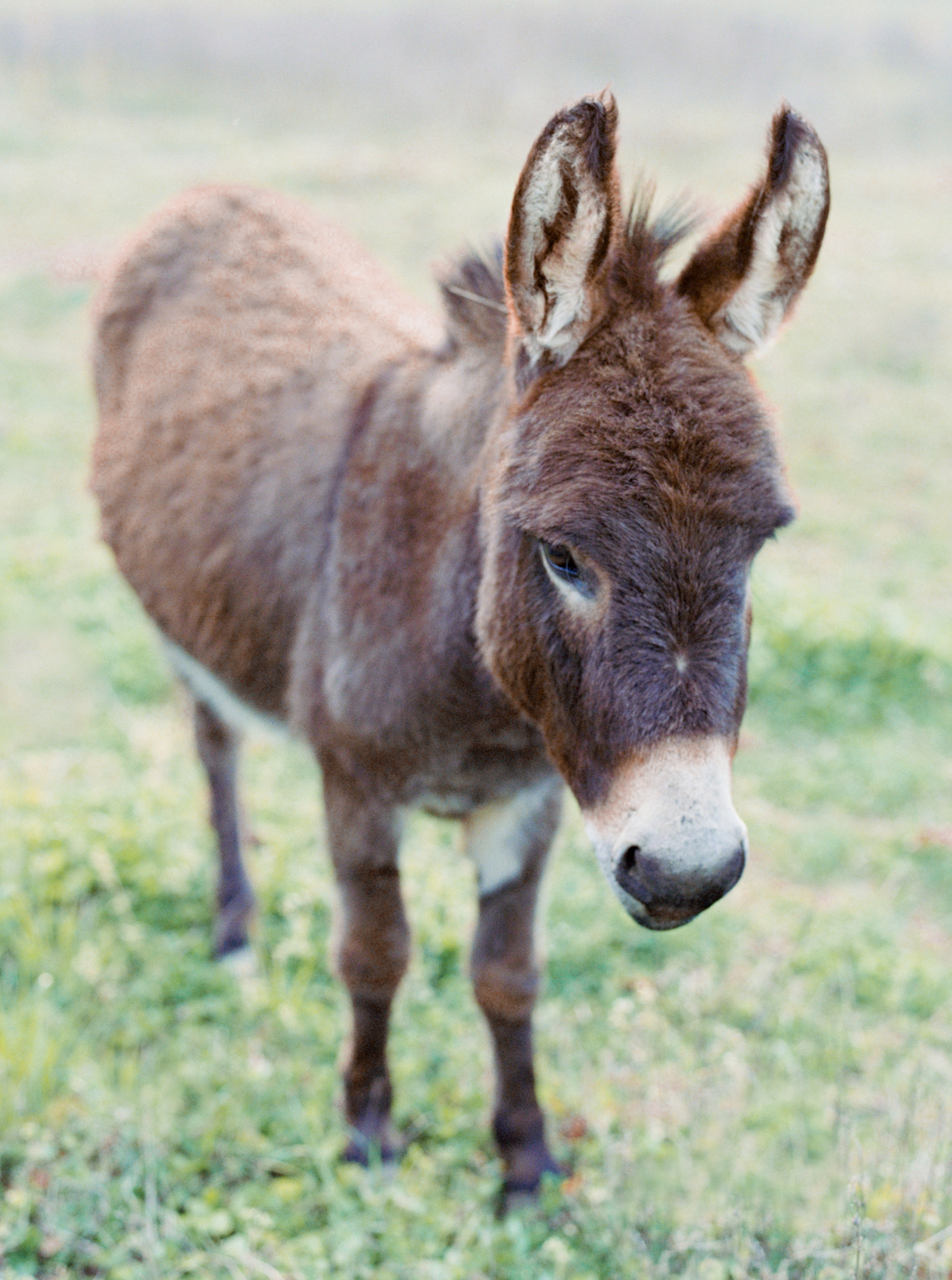 hannah forsberg atlanta wedding photographer whitney spence anniversary session with miniature donkeys and horse-11.jpg