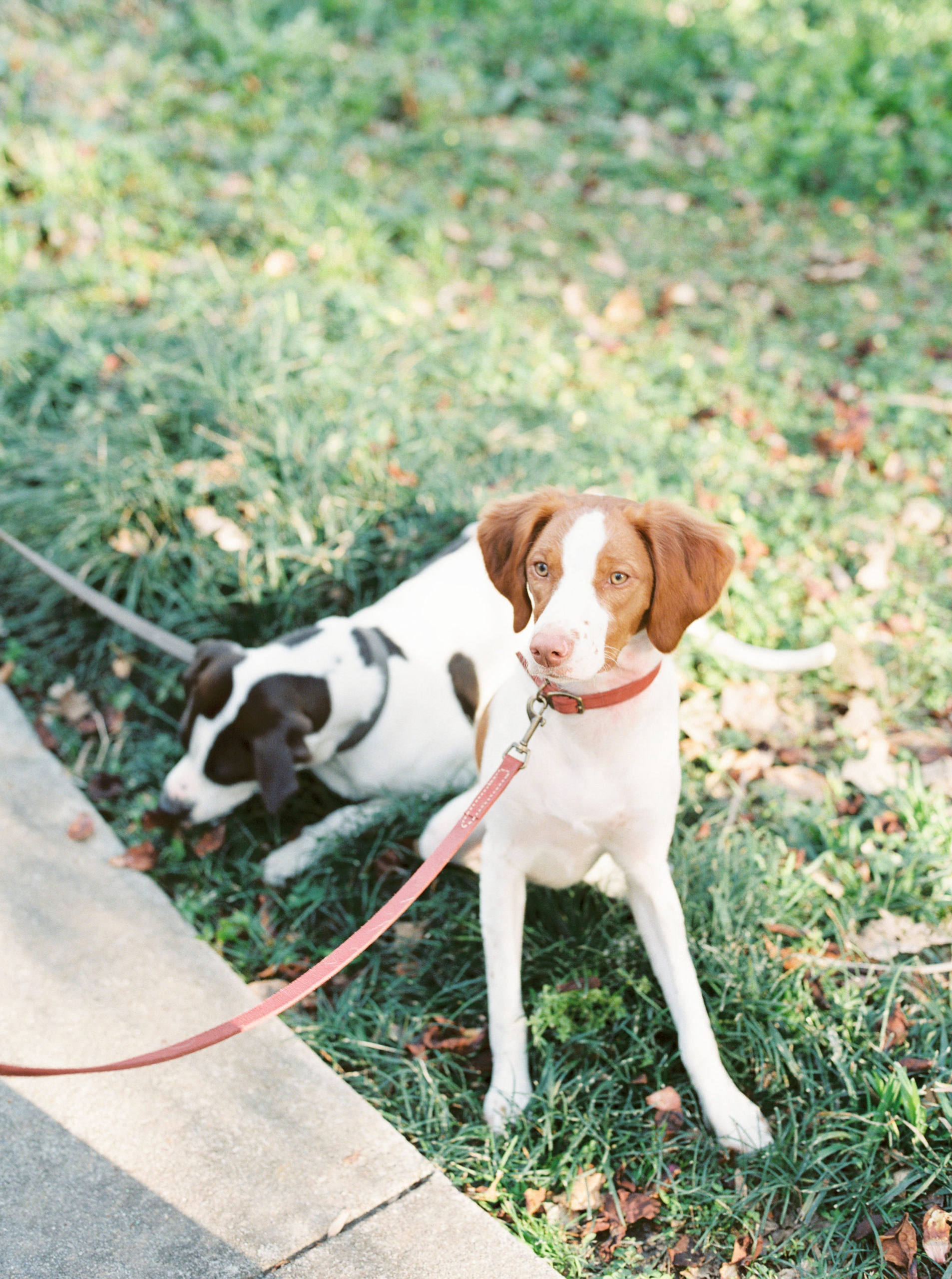 hannah forsberg atlanta wedding photographer cator woolford gardens engagement pictures24.JPG