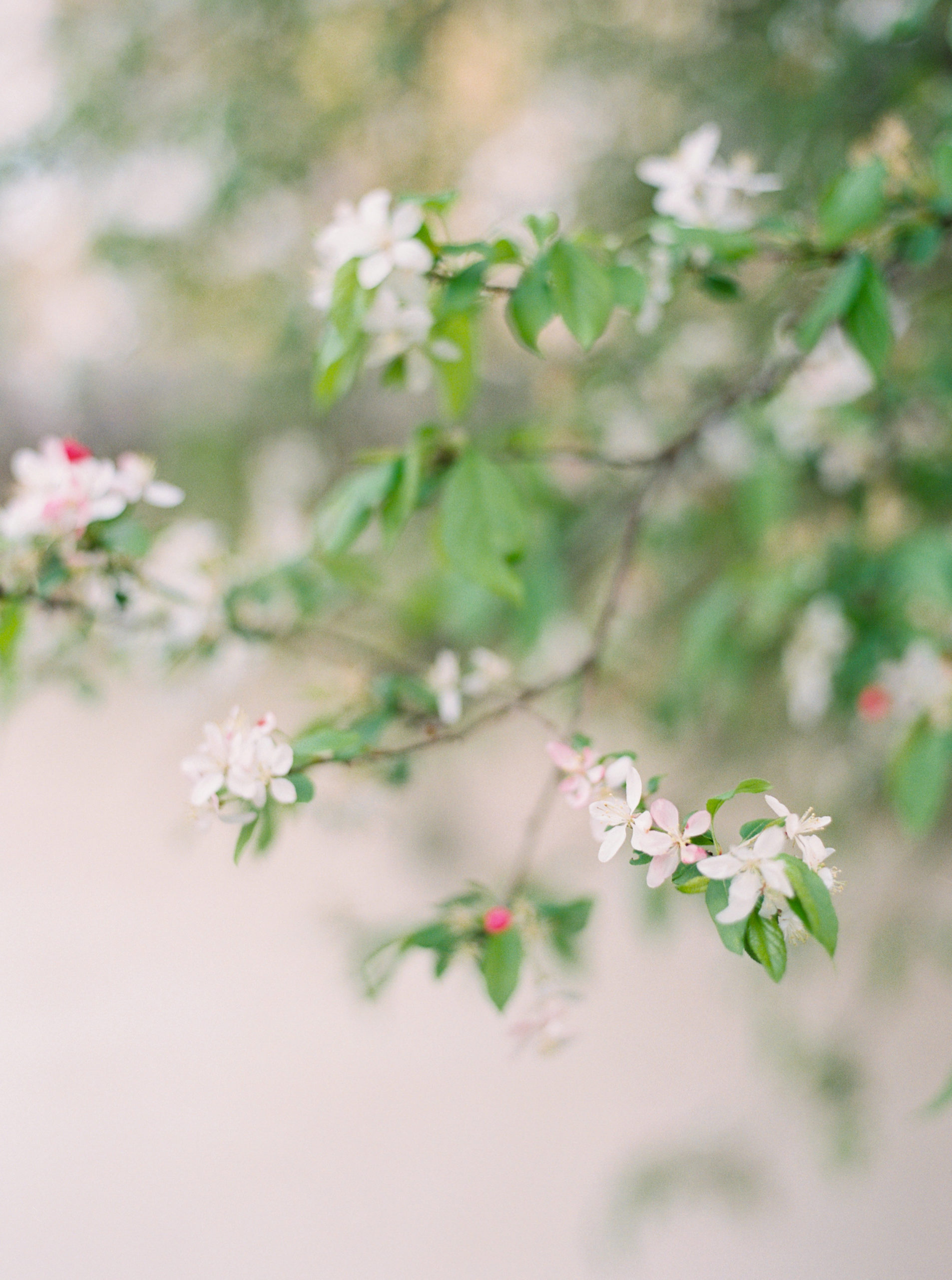 hannah forsberg atlanta wedding photographer cator woolford gardens engagement pictures26.JPG