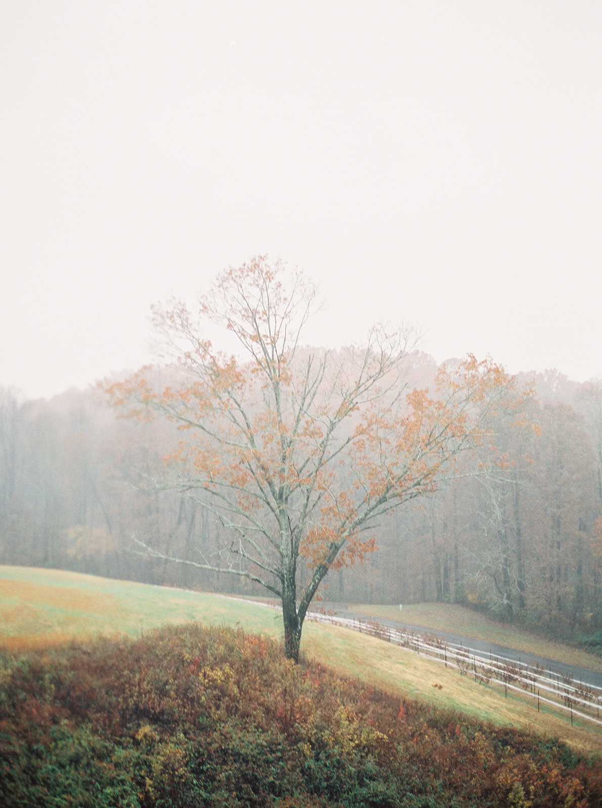 montaluce-winery-venue-dahlonega-november-wedding-fine-art-film-hannah-forsberg-photography024.JPG