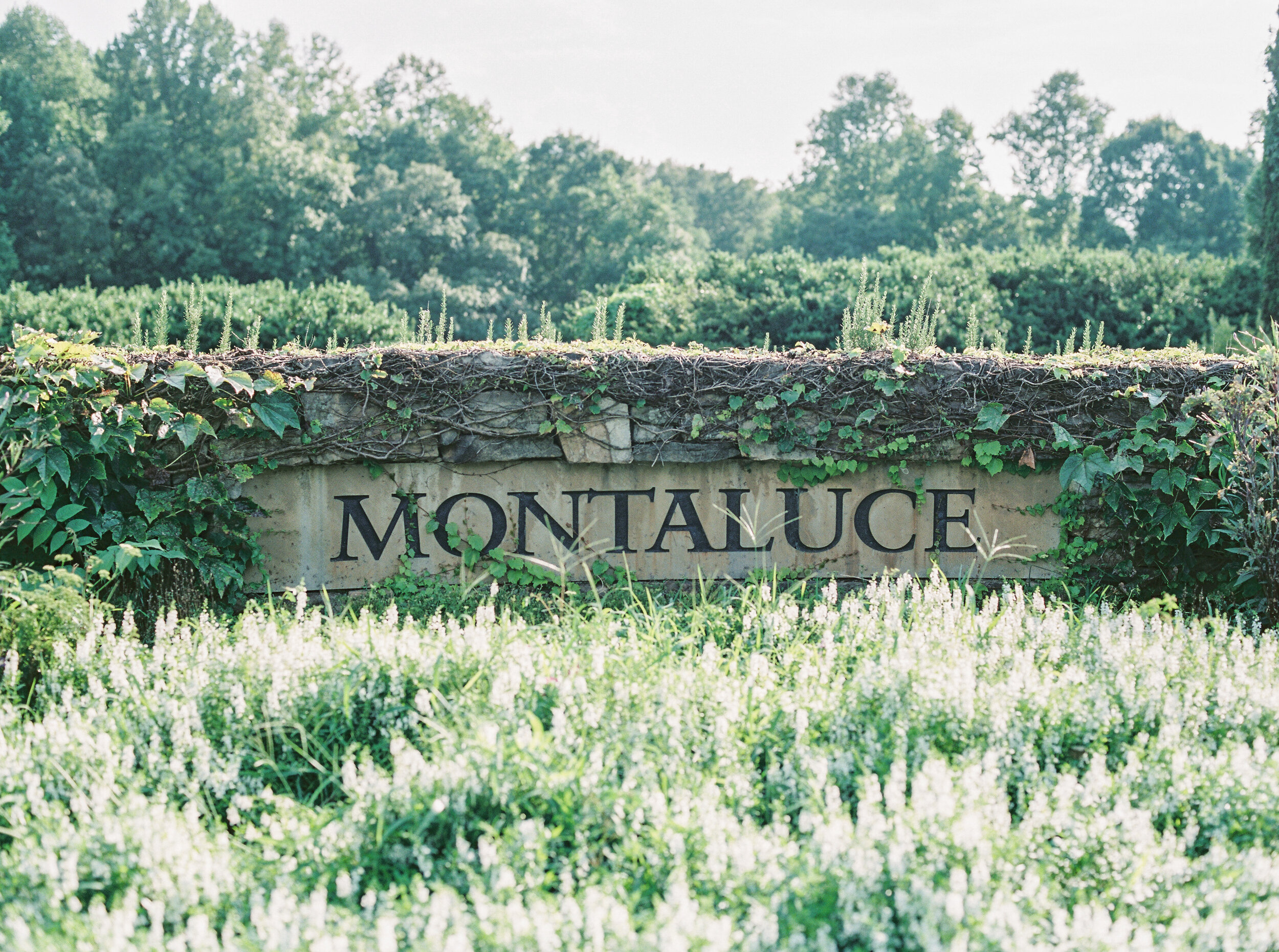 montaluce-winery-engagement-session-fine-art-film-dahlonega-atlanta-georgia-october-2020 (1).jpg